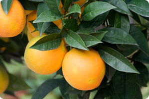 Valencia Oranges